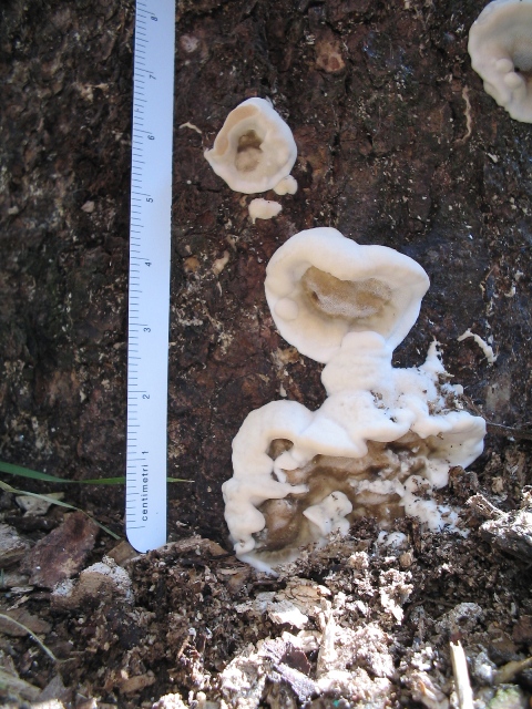 Fungo a mensola (Bjerkandera adusta)